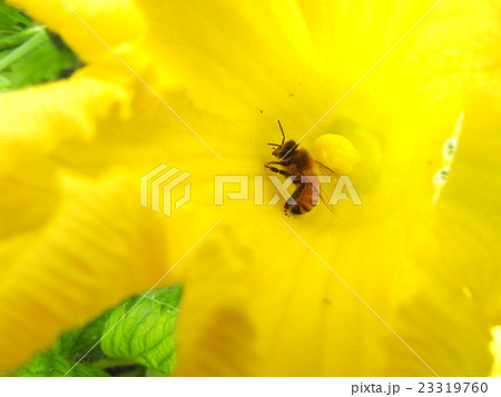 カボチャの花粉の写真素材