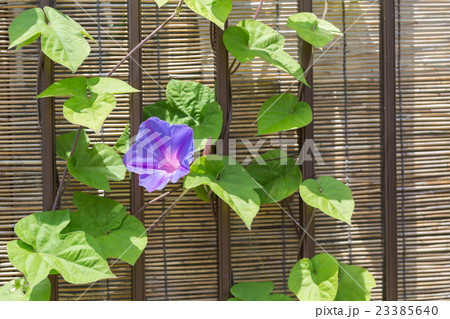 朝顔すだれ 緑のカーテン グリーンカーテンのおすすめ人気ランキング10