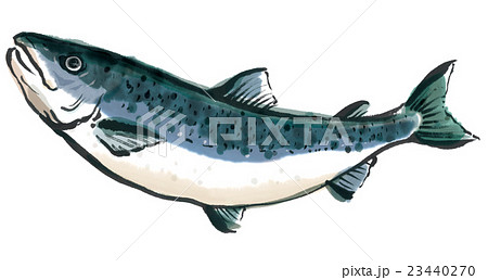 サケ 鮭 のイラスト素材集 ピクスタ