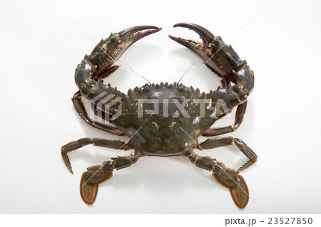 イシガニの写真素材