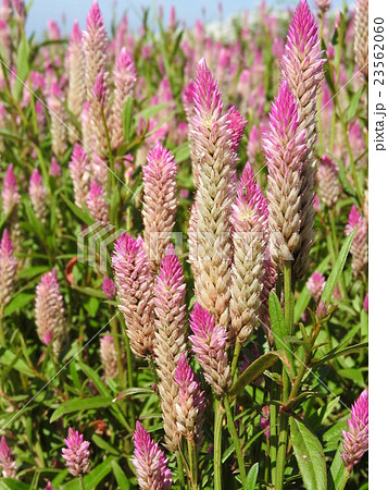 セロシア シャロン 花 植物の写真素材