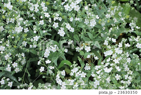 ブライダルベール 白い花 白い小花 植物の写真素材
