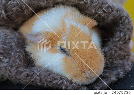 モルモット げっ歯類 小動物 毛布の写真素材 モルモット げっ歯類 小動物 毛布の写真素材