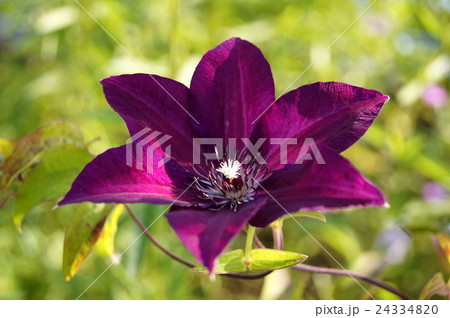 クレマチス 紫の花 初夏の花 一輪の写真素材