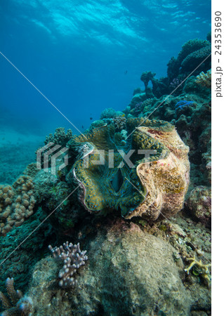 大シャコガイの写真素材 - PIXTA