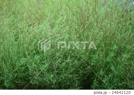 ハハキギ 丸い 草の写真素材