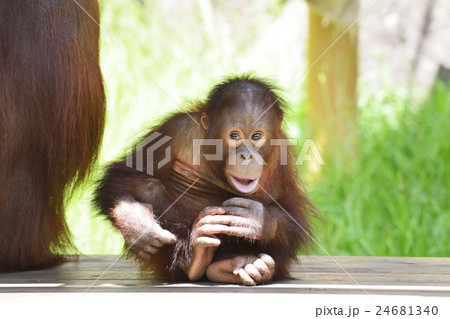 オランウータンの赤ちゃんの写真素材