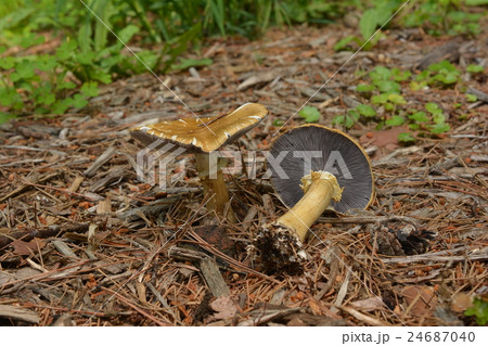 天然キノコ Mushroom 食毒不明 モエギタケ科の写真素材