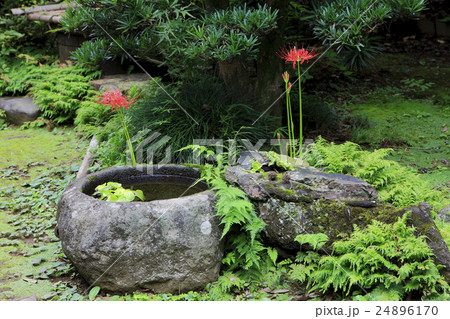 コケ 井戸 苔 日本庭園 庭木の写真素材