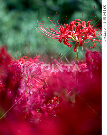 彼岸花 地獄 幻想的 花の写真素材