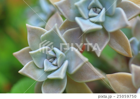 多肉植物 植物 葉 薄氷の写真素材