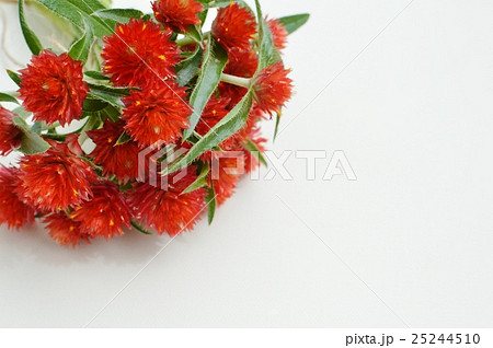 ストロベリーフィールズ 花の写真素材