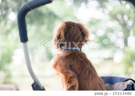 犬 木々 後姿 ミニチュアダックスの写真素材