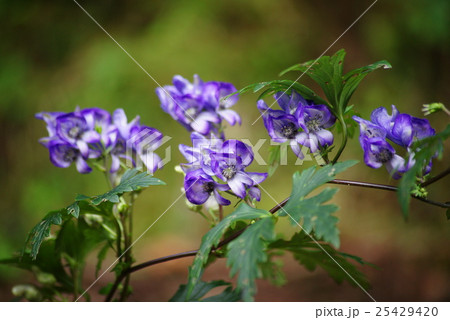 トリカブトの花の写真素材