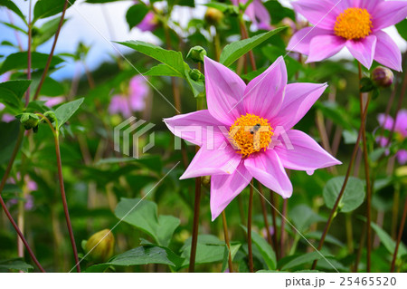 川西市 黒川ダリア園 皇帝ダリア 屋外の写真素材 川西市 黒川ダリア園 皇帝ダリア 屋外の写真素材