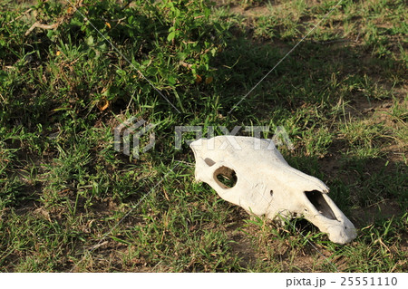 陸生動物 砂漠 骨の写真素材