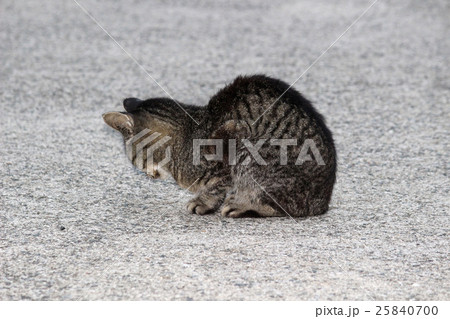 猫 動物 謝罪 土下座の写真素材