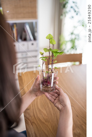 水耕栽培蓓蕾发芽马铃薯照片素材