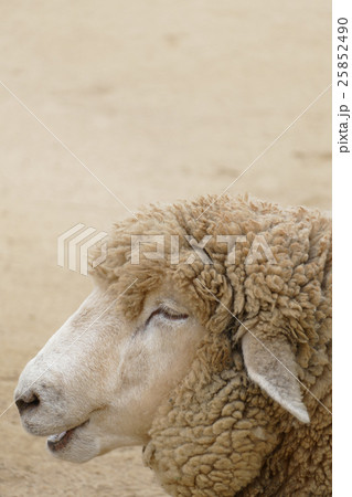 羊 動物 横顔 アップの写真素材