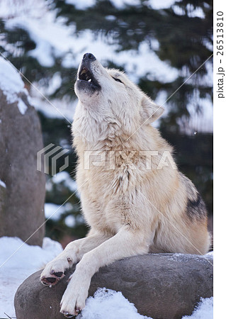 遠吠え 狼の写真素材