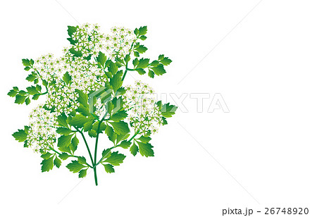 せりの花のイラスト素材 せりの花のイラスト素材