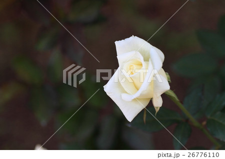 マダム サチ マダムサチ 白バラ 薔薇の写真素材