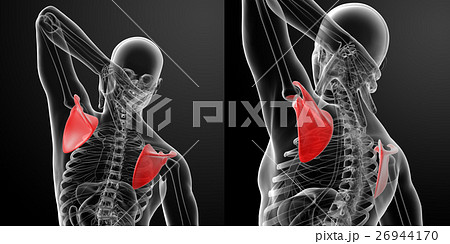 肩甲骨のイラスト素材