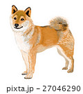 柴犬 犬 リアルイラスト リアルの写真素材