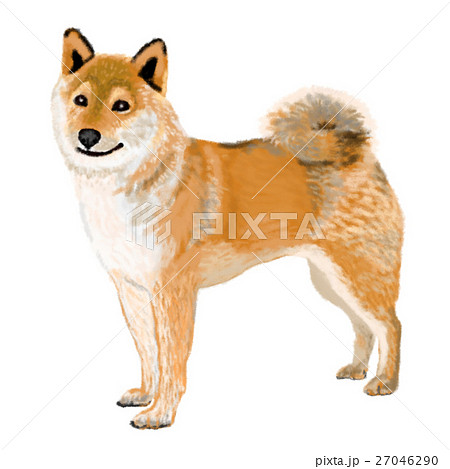 柴犬 犬 リアルイラスト リアルの写真素材