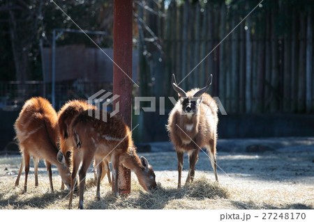 シタツンガ 動物 東武動物公園 ウシ科の写真素材