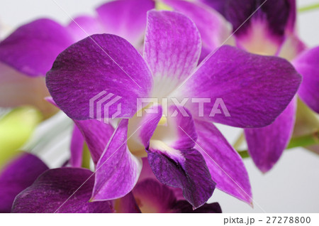 デンファレニューソニアの写真素材