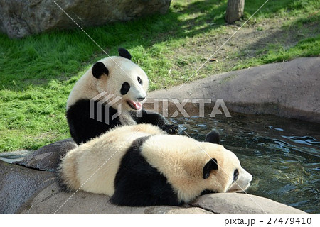 ジャイアントパンダ パンダ 絶滅危惧種 あくびの写真素材