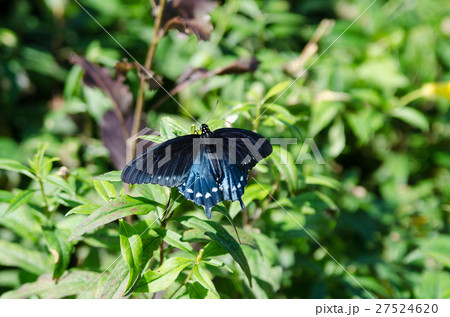 メスクロキアゲハの写真素材 - PIXTA