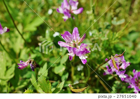 れんげ草 ゲンゲ 赤紫の花 春の花の写真素材