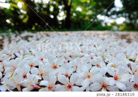 油桐花照片素材