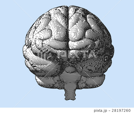 脳 正面 ベクター 医学のイラスト素材