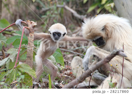動物 シロテナガザル 赤ちゃん サルの写真素材