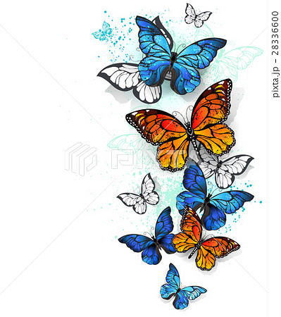 Flying Butterflies Morpho And Monarchのイラスト素材