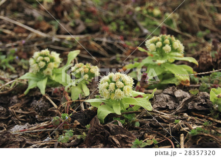 伽羅蕗の写真素材