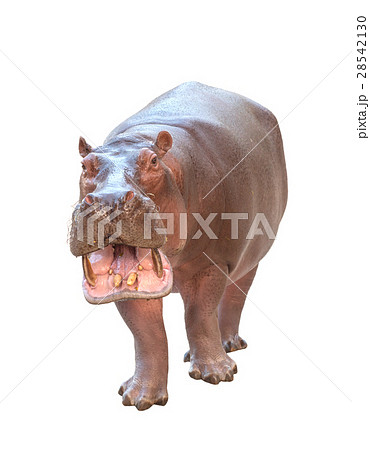 動物 カバ 正面 生物の写真素材 Pixta