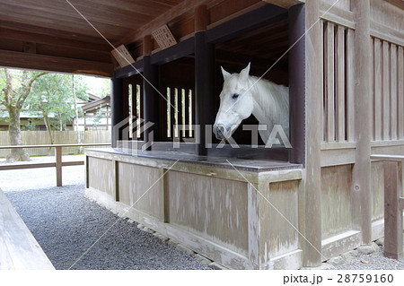 アングロアラブ種の写真素材