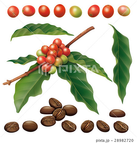 木の実 豆 焙煎 コーヒー豆のイラスト素材 Pixta