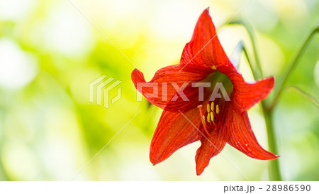 ユリに似た花の写真素材