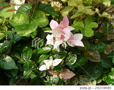 つたかずら 植物 ハツユキカズラの写真素材 つたかずら 植物 ハツユキカズラの写真素材