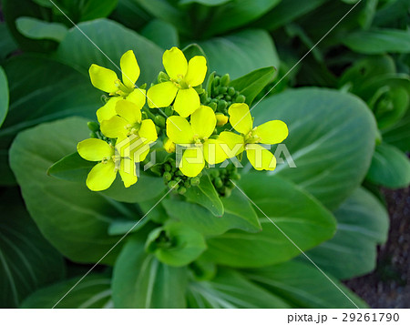 チンゲン菜の花の写真素材