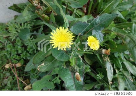 タンポポに似た花 雑草の写真素材