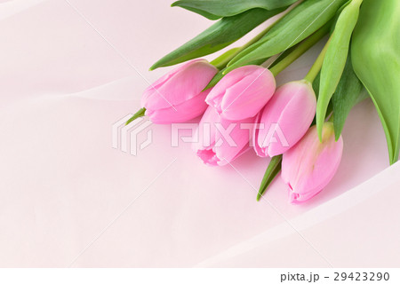 チューリップ 花 ピンクダイアモンド 花束の写真素材