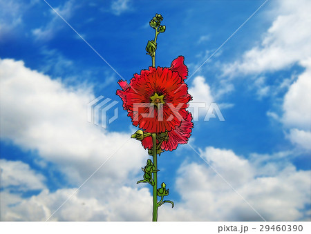 花葵 ホリーホック 葵 立葵のイラスト素材