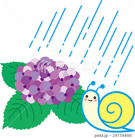 西洋紫陽花のイラスト素材 - PIXTA