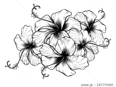 ハイビスカスの花 ベクター 木版画 ビンテージのイラスト素材 - PIXTA